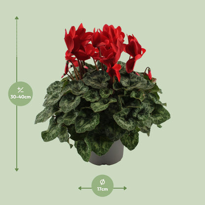 Kamerplant - Cyclaam Rood - Bloeiend - Pot Ø 17cm Hoogte ↕ 40cm