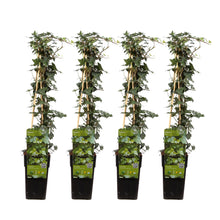 Buitenplant 4x Hedera helix - Klimplant - Pot Ø 15cm Hoogte ↕ 65cm