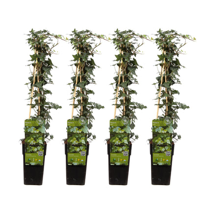 Buitenplant 4x Hedera helix - Klimplant - Pot Ø 15cm Hoogte ↕ 65cm