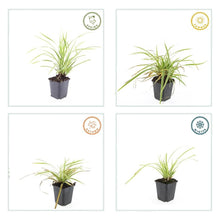 Buitenplant 6x Carex morrowii 'Aureovariegata' - Pot Ø 9cm Hoogte ↕ 10-25cm