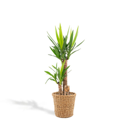 Kamerplant - Yucca met mand - Pot Ø 21cm Hoogte ↕ 100cm