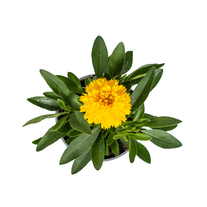 Buitenplant 8x Coreopsis Grandiflora - Bloeiend - Pot Ø 13cm Hoogte ↕ 25-35cm