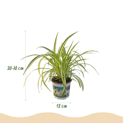 Kamerplant - Mix van 3 Huisdiervriendelijke Planten - Pot Ø 12cm Hoogte ↕ 20cm