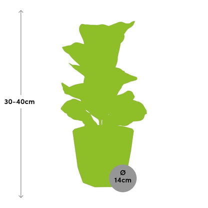 Kamerplant - Ficus Lyrata 'Bambino' - Pot Ø 14cm