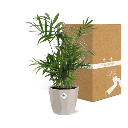 Kamerplant - Chamaedorea - Pot Ø 14cm