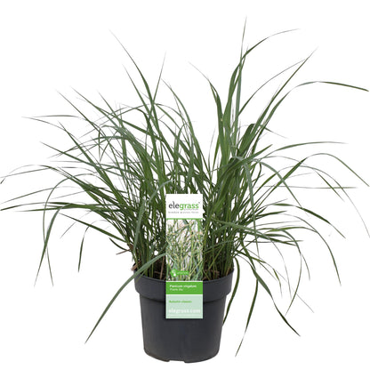 Buitenplant - Panicum virgatum 'Prairie Sky' - Pot Ø 19cm Hoogte ↕ 50cm