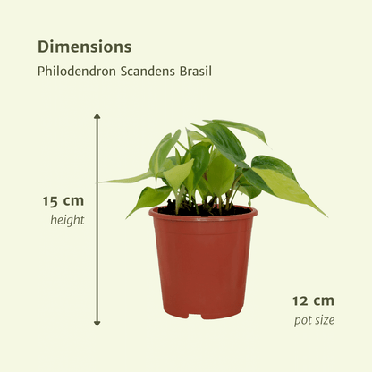 Kamerplant 4x Philodendron Scandens Brasil - Pot Ø 12cm Hoogte ↕ 15cm