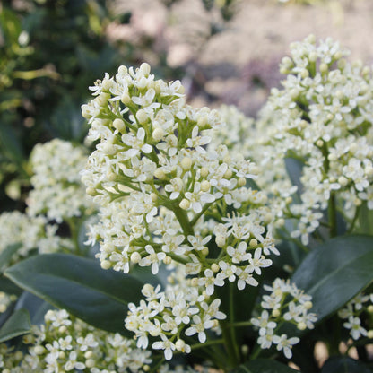 Buitenplant 2x Skimmia japonica Finchy - Winterhard - Bloeiend Wit - Pot Ø 19cm Hoogte ↕ 60cm