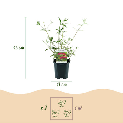 Buitenplant - Buddleja davidii Royal Red - Bloeiend - Pot Ø 17cm Hoogte ↕ 45cm