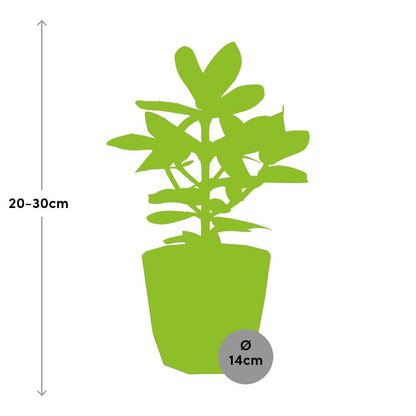 Kamerplant - Clusia Princess - Pot Ø 14cm