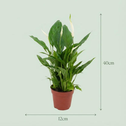 Kamerplant - Spathiphyllum - Luchtzuiverend - Pot Ø 12cm Hoogte ↕ 35-40cm