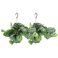 Kamerplant 2x Scindapsus Pictus Trebie - Pot Ø 15cm Hoogte ↕ 25cm