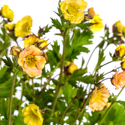 Buitenplant - Geum Rivale Yellow - Bloeiend - Pot Ø 19cm Hoogte ↕ 50-70cm