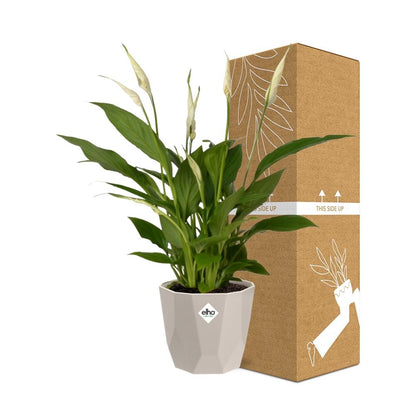 Kamerplant - Spathiphyllum Torelli - Inclusief sierpot - Pot Ø 12cm