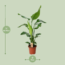 Kamerplant - Strelitzia Nicolai - Pot Ø 19cm Hoogte ↕ 90cm