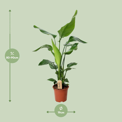 Kamerplant - Strelitzia Nicolai - Pot Ø 19cm Hoogte ↕ 90cm