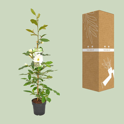 Buitenplant Michelia 'Fairy Magnolia Cream' - Bloeiende Heester - Pot Ø 19cm Hoogte ↕ 70cm