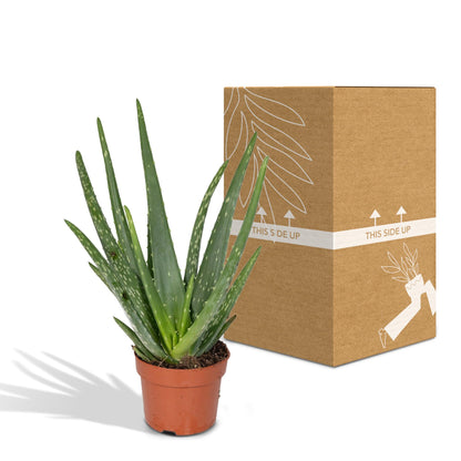 Kamerplant - Aloe Vera - Pot Ø 12cm Hoogte ↕ 40cm