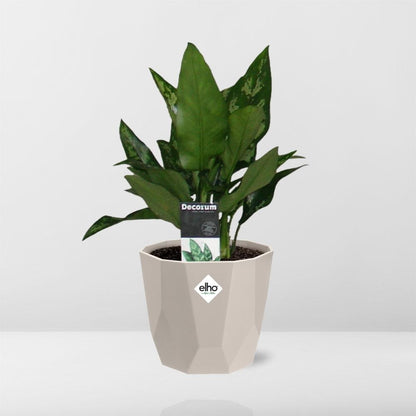 Kamerplant - Aglaonema Maria - Inclusief grijze sierpot - Pot Ø 14cm