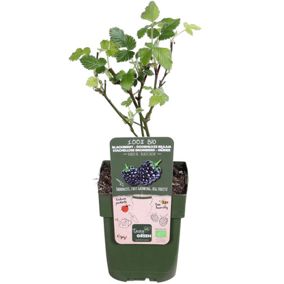 Buitenplant - Rubus fruticosus 'Black Satin' - Doornloze Braam - Pot Ø 13cm Hoogte ↕ 45cm