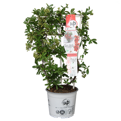 Buitenplant - Pyracantha coccinea 'Red Star' - Pot Ø 23cm Hoogte ↕ 75cm