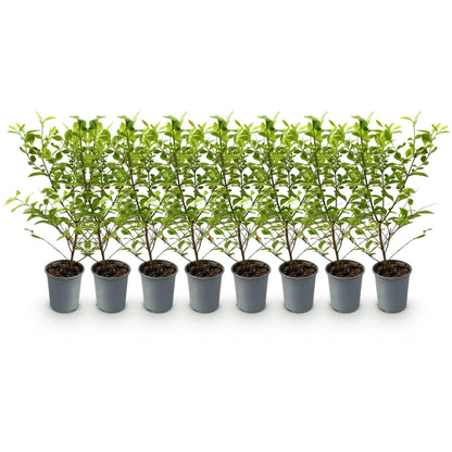 Buitenplant 8x Ligustrum ovalifolium Aureum - Groenblijvend - Pot Ø 9cm Hoogte ↕ 35-40cm