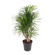 Kamerplant - Dracaena Anita - Luchtzuiverend - Pot Ø 24cm Hoogte ↕ 100cm