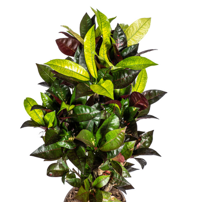 Kamerplant - Codiaeum 'Croton' Iceton - Pot Ø 21cm Hoogte ↕ 60-80cm