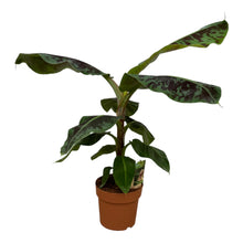 Kamerplant - Musa - Pot Ø 19cm Hoogte ↕ 70cm