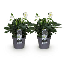 Buitenplant 2x Helleborus Christmas Carol - Bloeiend - Pot Ø 14cm Hoogte ↕ 30cm