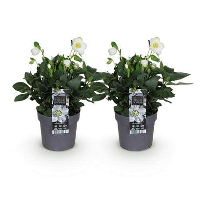 Buitenplant 2x Helleborus Christmas Carol - Bloeiend - Pot Ø 14cm Hoogte ↕ 30cm