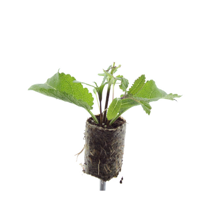 Buitenplant 6x Salvia - Bloeiend - Balkonplant