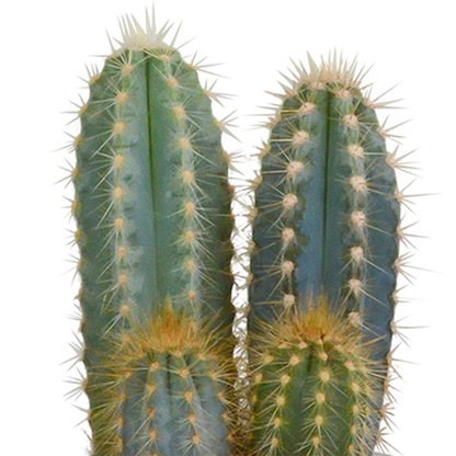 Kamerplant 3x Cactus mix - incl. terracotta pot - Pot Ø 8,5cm