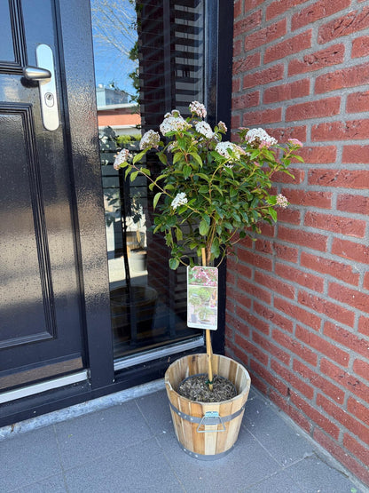 Buitenplant - Viburnum tinus 'Eve Price' op stam - Bladhoudend - Pot Ø 19cm Hoogte ↕ 90cm