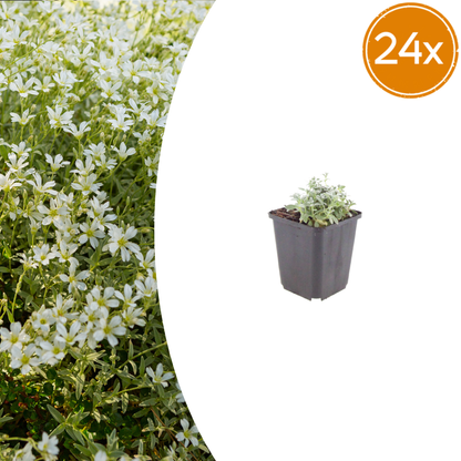 Buitenplant 24x Cerastium tomentosum - Bodembedekker - Pot Ø 9cm Hoogte ↕ 10-25cm