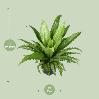 Kamerplant - Asplenium Antiquum Osaka - Pot Ø 23cm Hoogte ↕ 60cm
