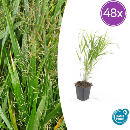 Buitenplant 48x Hakonechloa macra - Pot Ø 9cm Hoogte ↕ 10-25cm