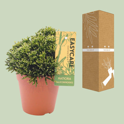 Kamerplant - Hatiora Salicornioides - Pot Ø 12cm Hoogte ↕ 22cm