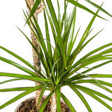 Kamerplant - Dracaena Marginata Green - Pot Ø 19cm Hoogte ↕ 70-90cm