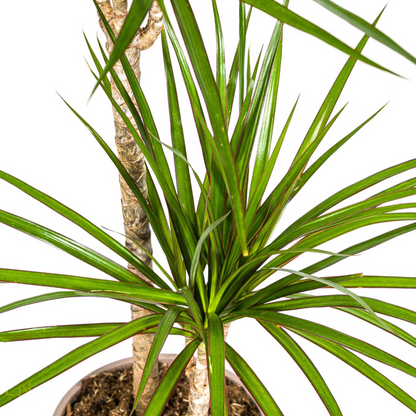 Kamerplant - Dracaena Marginata Green - Pot Ø 19cm Hoogte ↕ 70-90cm