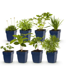 Buitenplant 8x Borderpakket Kleur Wit - Weinig onderhoud - Pot Ø 11cm Hoogte ↕ 10-25cm