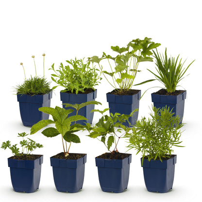 Buitenplant 8x Borderpakket Kleur Wit - Weinig onderhoud - Pot Ø 11cm Hoogte ↕ 10-25cm
