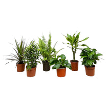 Kamerplant - Verrassingsbox 6 planten - Pot Ø 12cm Hoogte ↕ 20-40cm