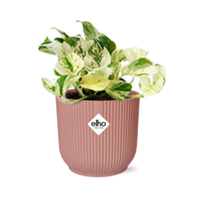 Kamerplant - Epipremnum Pinnatum Happy Leaf - Pot Ø 14cm