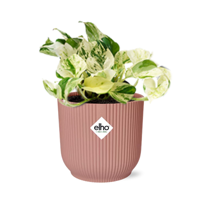 Kamerplant - Epipremnum Pinnatum Happy Leaf - Pot Ø 14cm