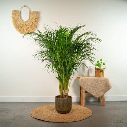 Kamerplant - Dypsis Lutescens (Areca Palm) - Hoogte ↕ 12-230cm