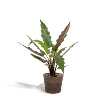 Kamerplant - Alocasia Lauterbachiana + Mand Igmar - Pot Ø 19cm Hoogte ↕ 80cm