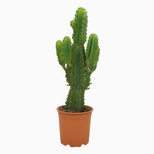 Kamerplant - Euphorbia Ingens - Pot Ø 21cm