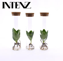 Kamerplant 3x Clusia in Tube Glas - Pot Ø 5cm Hoogte ↕ 15cm