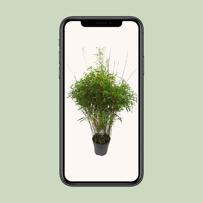 Buitenplant - Fargesia 'Rufa' - Niet-woekerende Bamboe - Winterhard - Pot Ø 27cm Hoogte ↕ 90cm